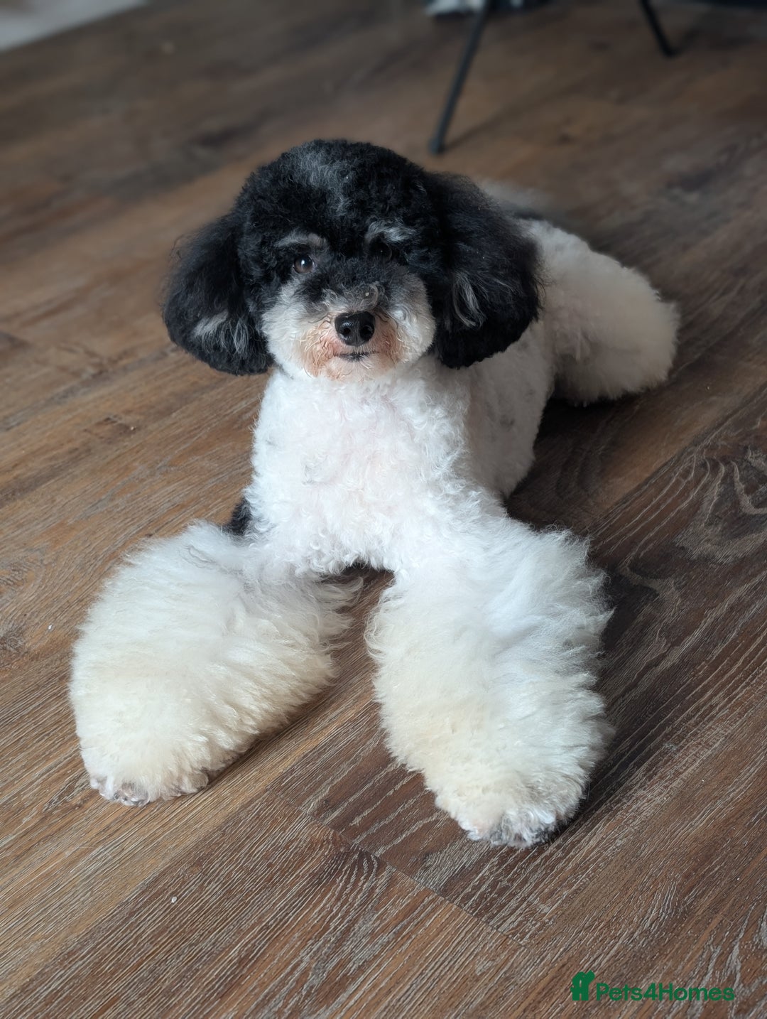 Toy Poodle dogs for stud: Health Tested Tri Toy in Birkenhead - Image 1