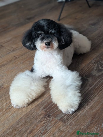 Toy Poodle dogs in Birkenhead - Advert 7
