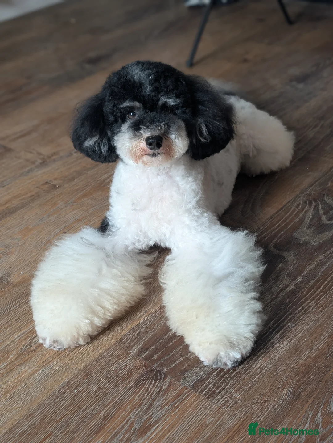 Toy Poodle dogs for stud: Health Tested Tri Toy in Birkenhead - Advert 3