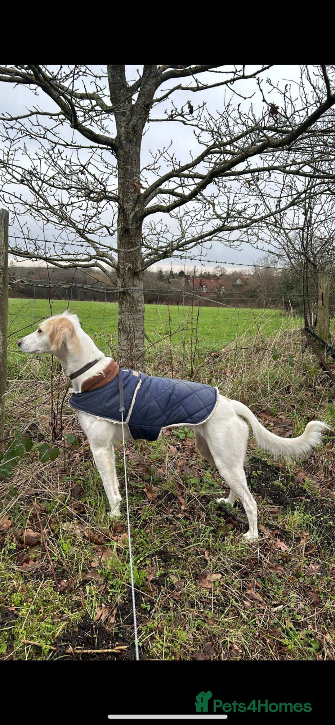 Mixed Breed dogs for sale: Pure saluki-greyhound puppies  - Advert 16