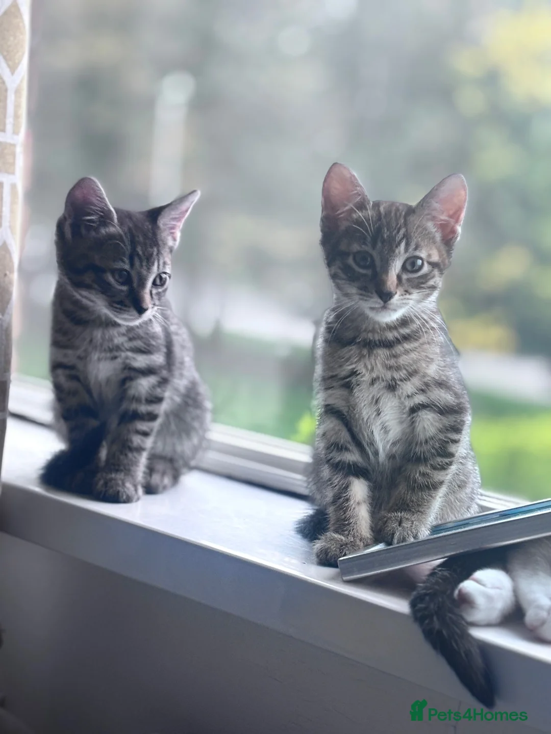 Domestic Shorthair cats for adoption: 2 beautiful boys - Advert 2