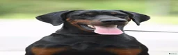 Dobermann dogs for sale: REPUTABLE DOBERMANN BREEDER - Advert 8