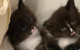 Maine Coon cats for sale: Maine Coon X Ragdoll  - Advert 8