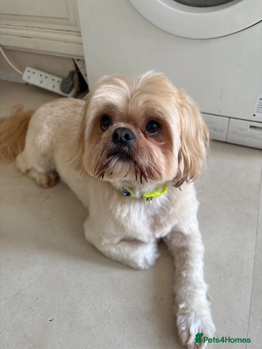 Shih Tzu dogs for sale: Shih Tzu male 6yrs - Advert 2
