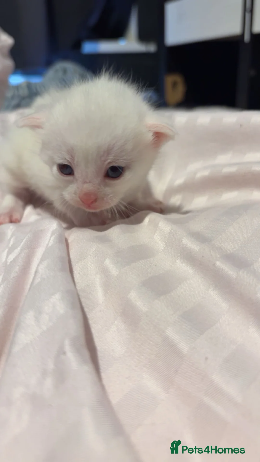 Mixed Breed cats for sale: 2 beautiful babies, 1 boy and 1 girl  in Heanor - Advert 5