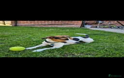 Jack Russell dogs for stud: Jack Russell Dog for Stud - Image 4