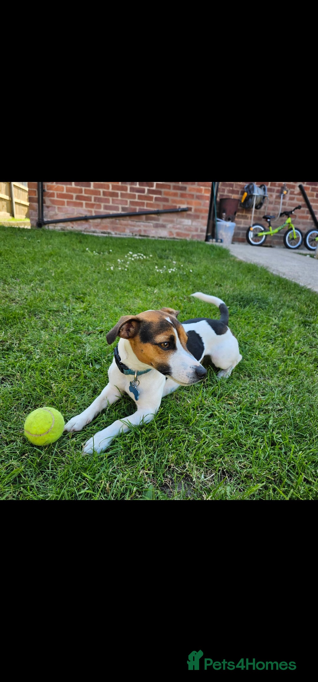 Jack Russell dogs for stud: Jack Russell Dog for Stud - Image 4