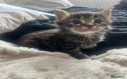 Maine Coon cats for sale: MAINCOON KITTENS READY NOW  - Image 14