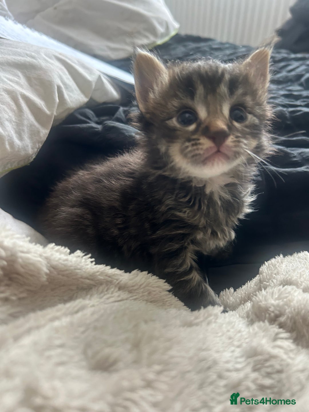 Maine Coon cats for sale: MAINCOON KITTENS READY NOW  - Image 14
