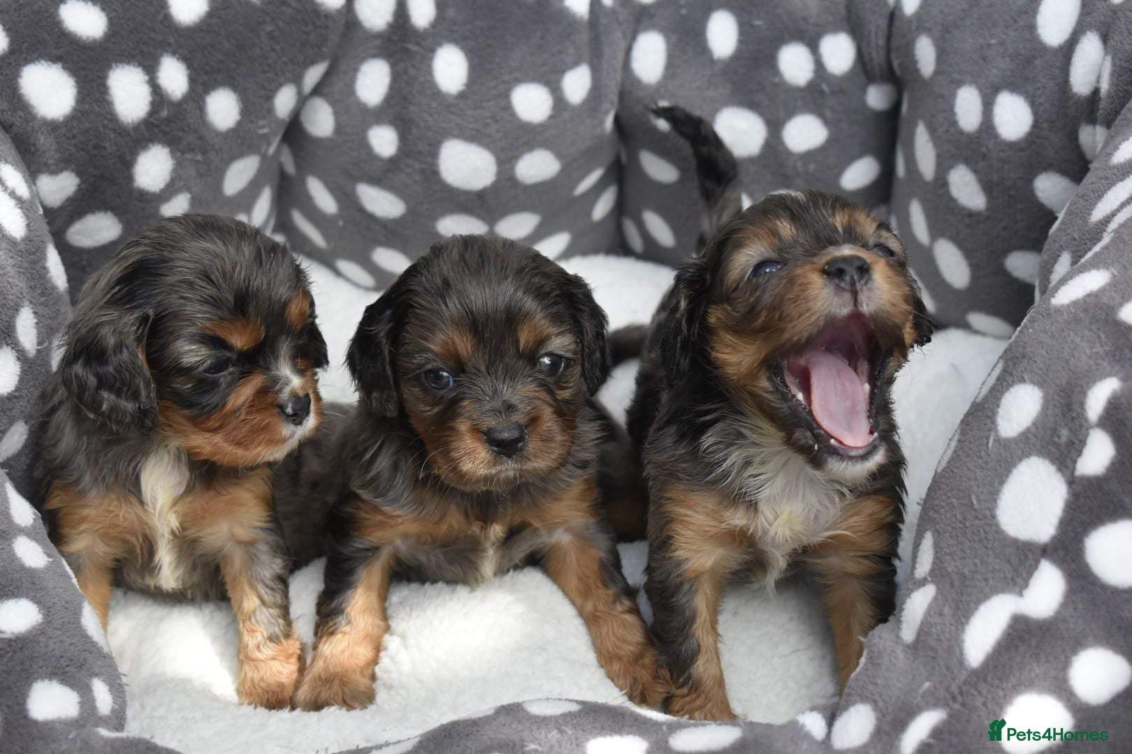Cavapoo dogs Health Tested Cavapoo Puppies  - Advert 16
