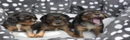 Cavapoo dogs for sale: Health Tested Cavapoo Puppies  - Advert 30