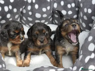 Cavapoo dogs Health Tested Cavapoo Puppies - Advert 4