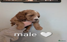 Cavapoo dogs for sale: Cavapoo puppies  - Image 5