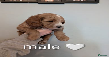 Cavapoo dogs - Advert 14
