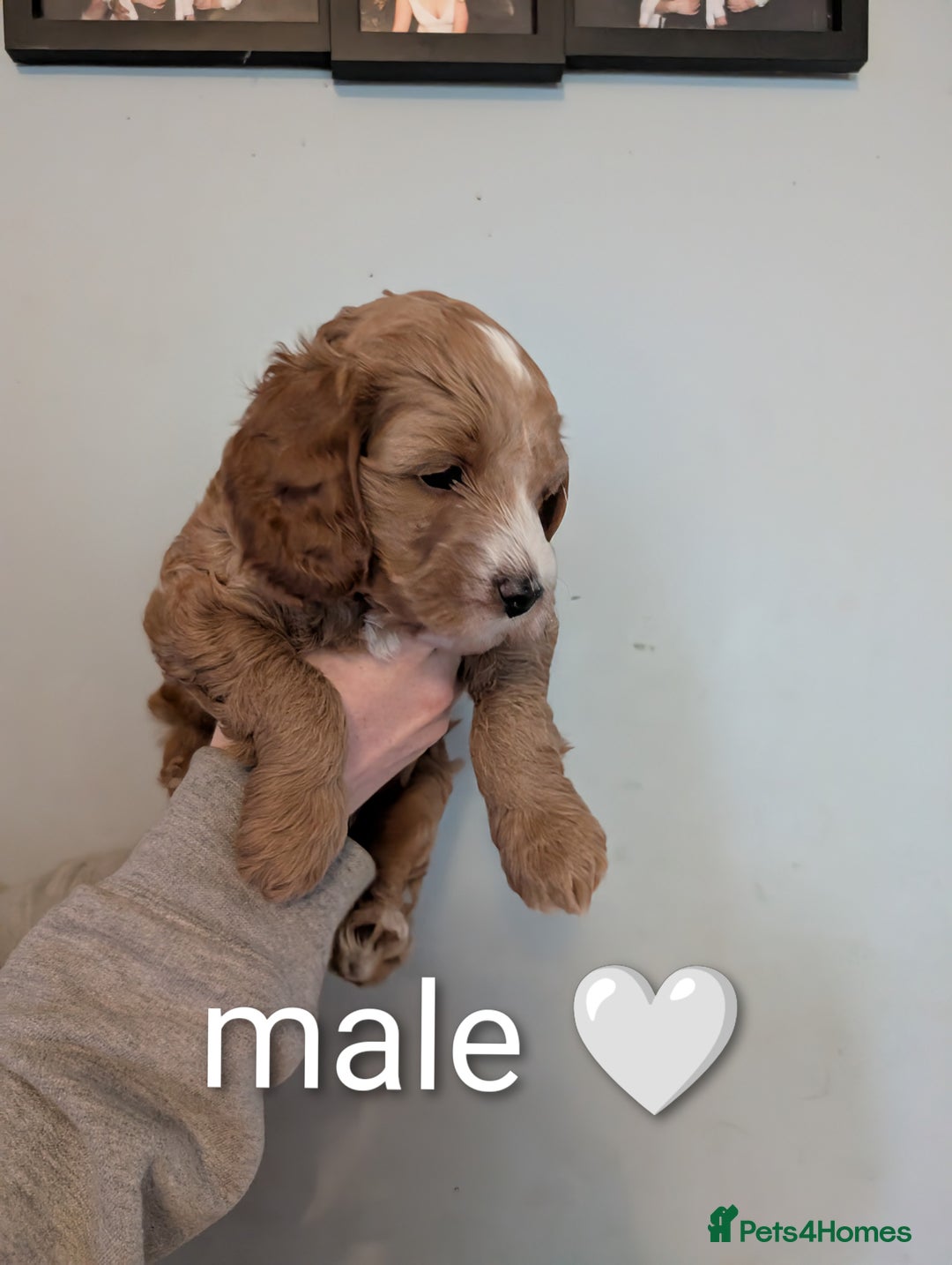 Cavapoo dogs for sale: Cavapoo puppies  - Image 5