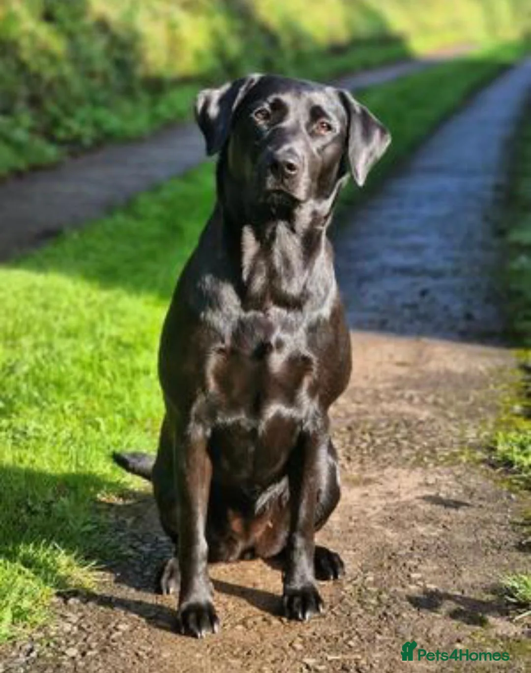 Labrador Retriever dogs for sale: Vet nurse owned. Perfect health tests - Advert 4