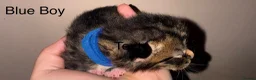 Mixed Breed cats for sale: 1 lovely, beautiful boy kitten for sale🩵 - Advert 3