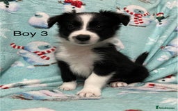 Border Collie dogs for sale: PEDIGREE ISDS & KC BORDER COLLIE PUPS - Image 21