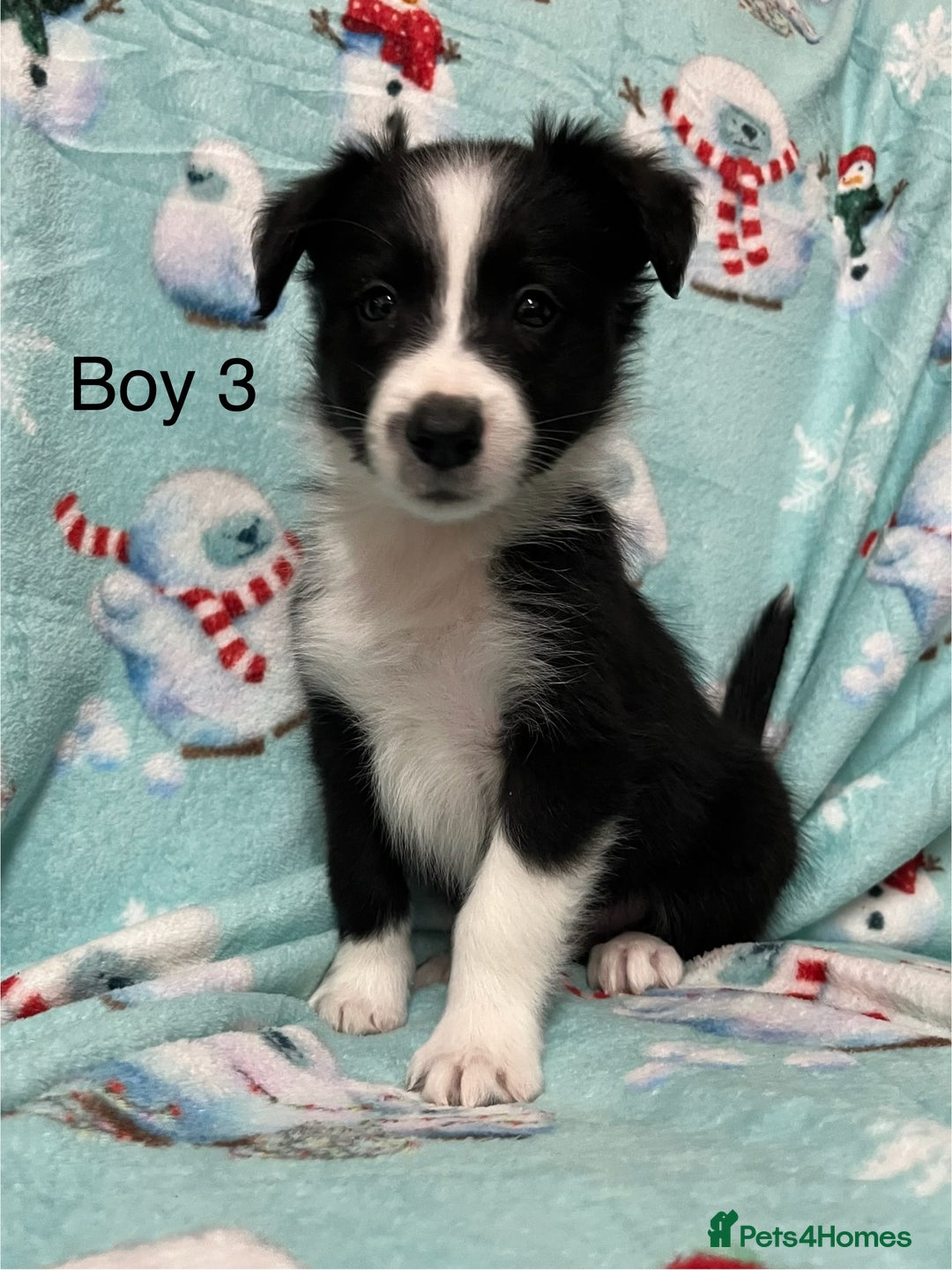 Border Collie dogs for sale: PEDIGREE ISDS & KC BORDER COLLIE PUPS - Image 21