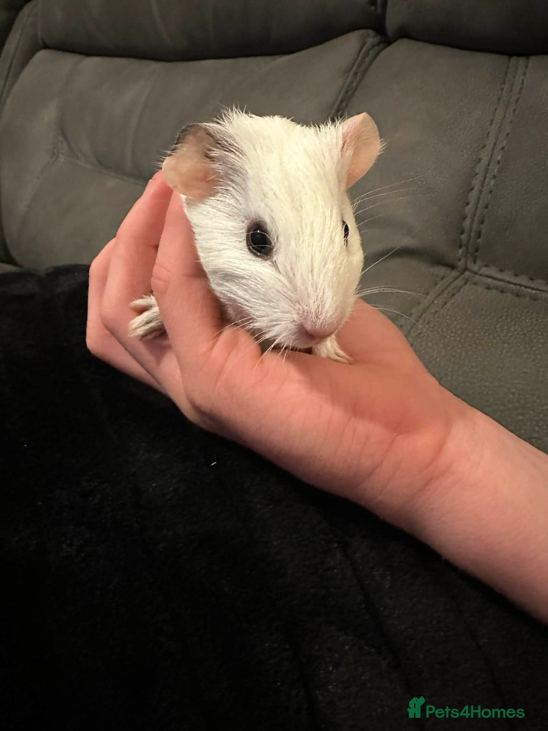 Guinea Pig rodents for sale: Baby boy guinea pig born 30th December  - Advert 2