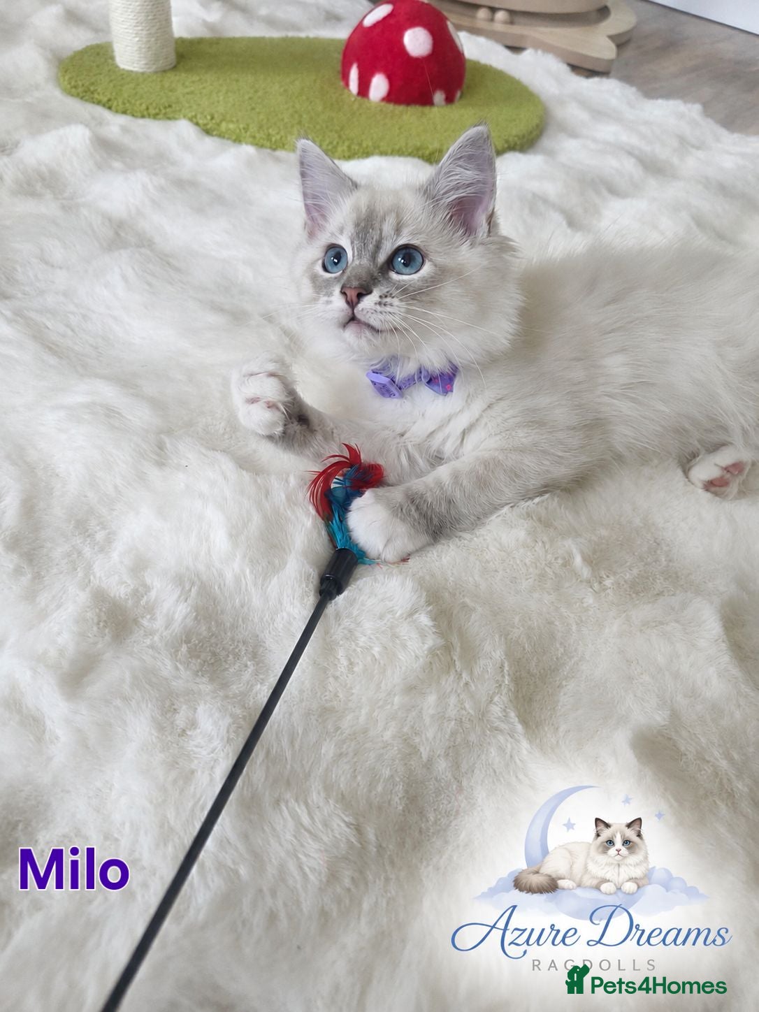 Ragdoll cats 😻Beautiful GCCF Registered Ragdoll Kittens😻 - Advert 1