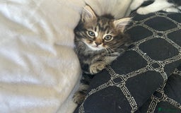Domestic Shorthair cats for sale: 4 Beautiful Short Hair Kittens  - Image 4