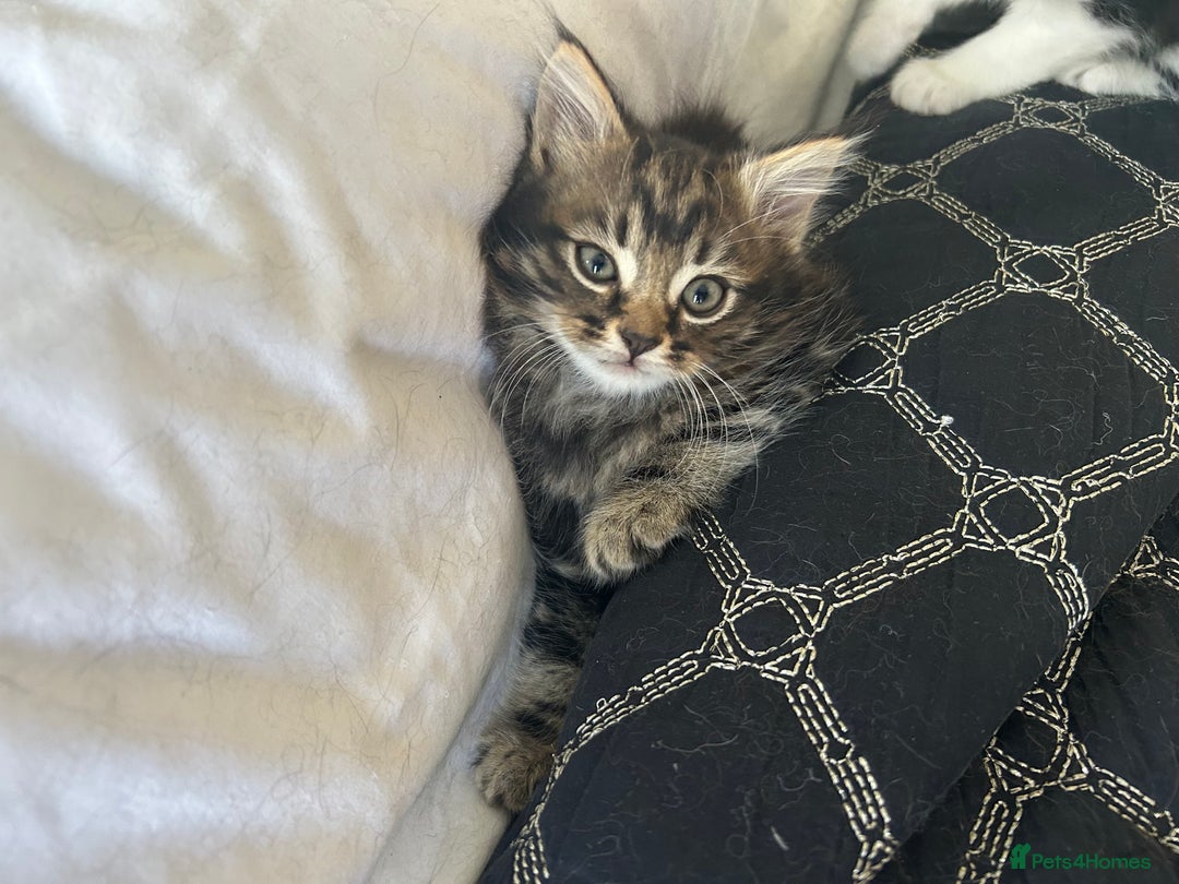 Domestic Shorthair cats for sale: 4 Beautiful Short Hair Kittens  - Image 4