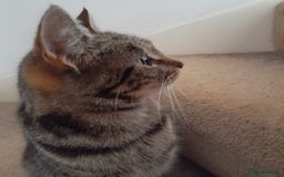 Bengal cats for sale: 1 Beautiful, Healthy Kitten - Image 25