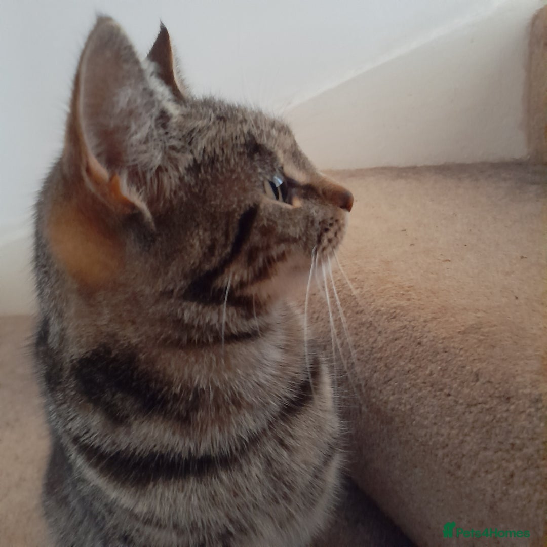 Bengal cats for sale: 1 Beautiful, Healthy Kitten - Image 25