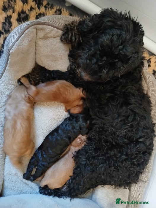 Cockapoo dogs LAST BOY LEFT!! Fab F2 Cockapoo PuppY 7 weeks old - Advert 2