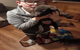 Mixed Breed dogs for sale: puppies  for sale - Advert 3