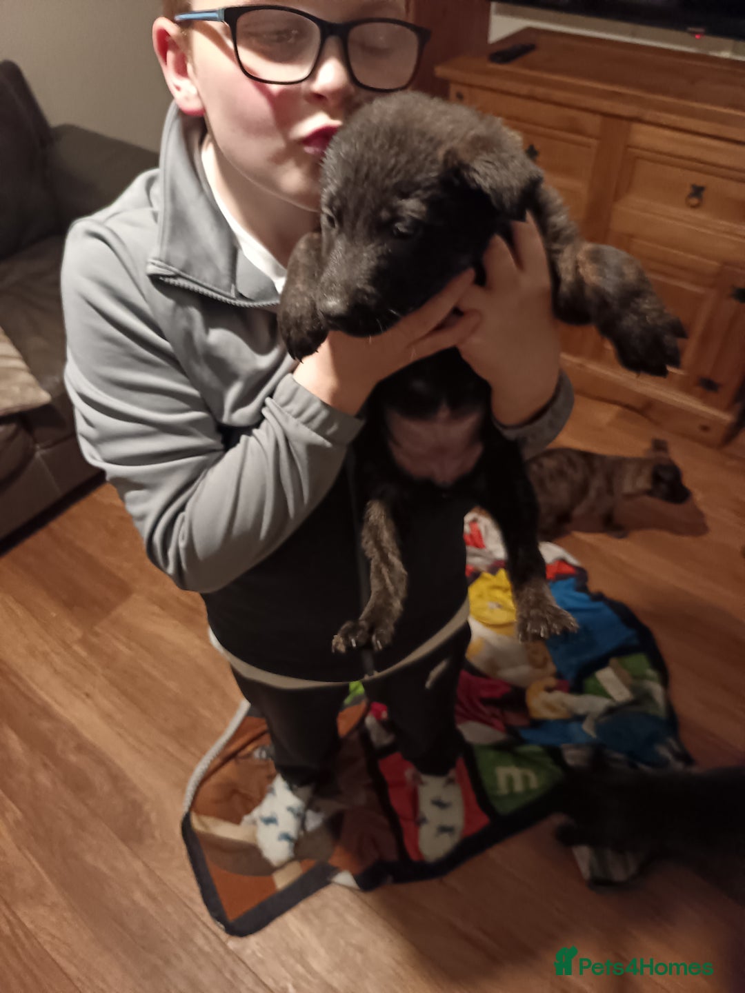 Mixed Breed dogs for sale: puppies  for sale - Advert 3