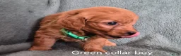 Cockapoo dogs for sale: Cockapoo puppies - Advert 6