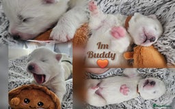 Samoyed dogs for sale: 2wonderful, purebred boys. (For therapy dogs) - Image 22