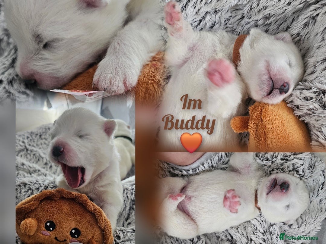 Samoyed dogs for sale: 2wonderful, purebred boys. (For therapy dogs) - Image 22