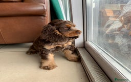 Cocker Spaniel dogs for sale: Kc Reg Pure bred show (Health Tested) - Image 6