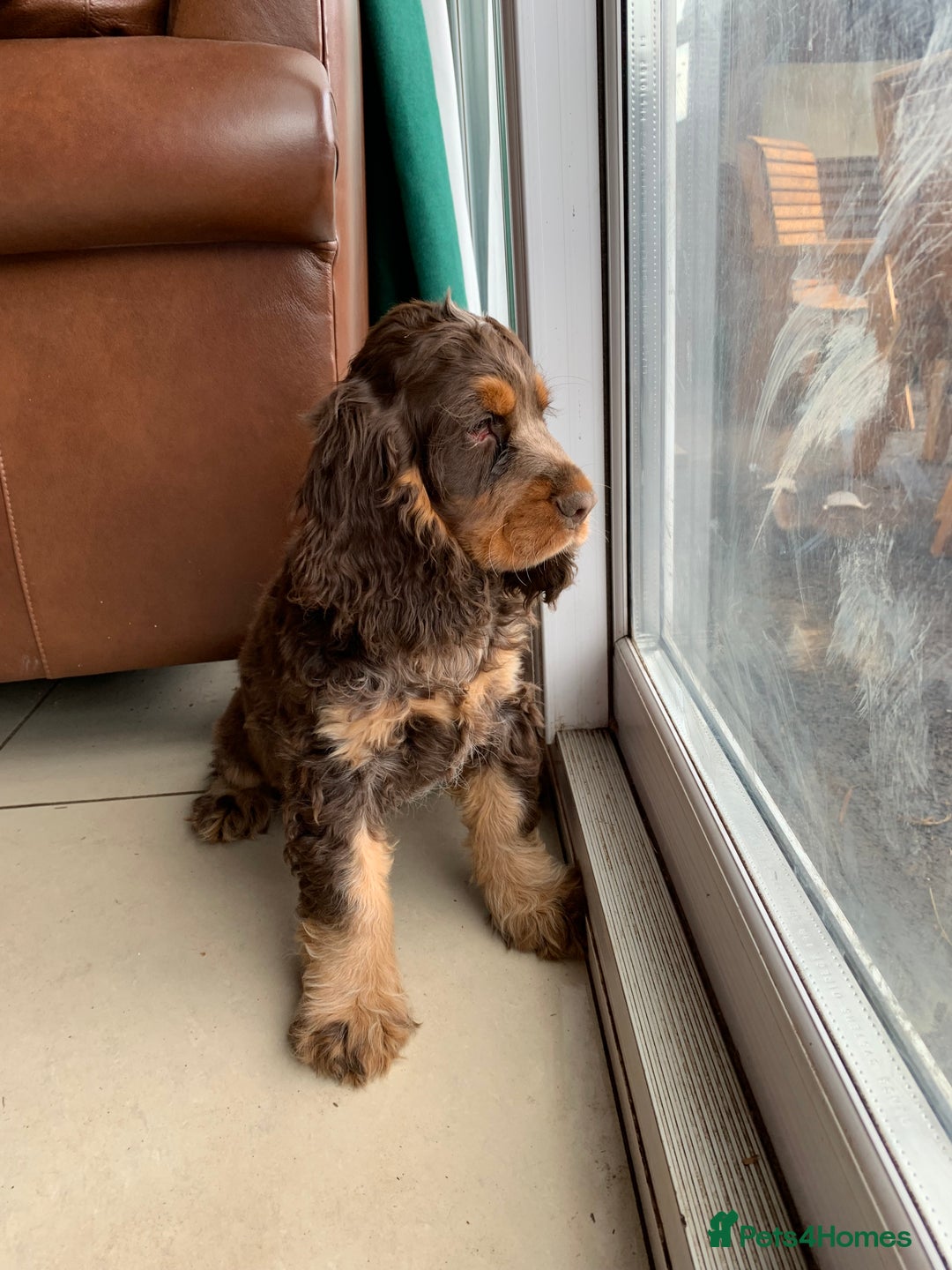 Cocker Spaniel dogs for sale: Kc Reg Pure bred show (Health Tested) - Image 6