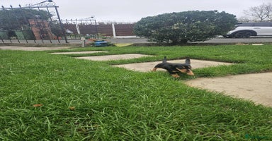 Miniature Dachshund dogs - Advert 4