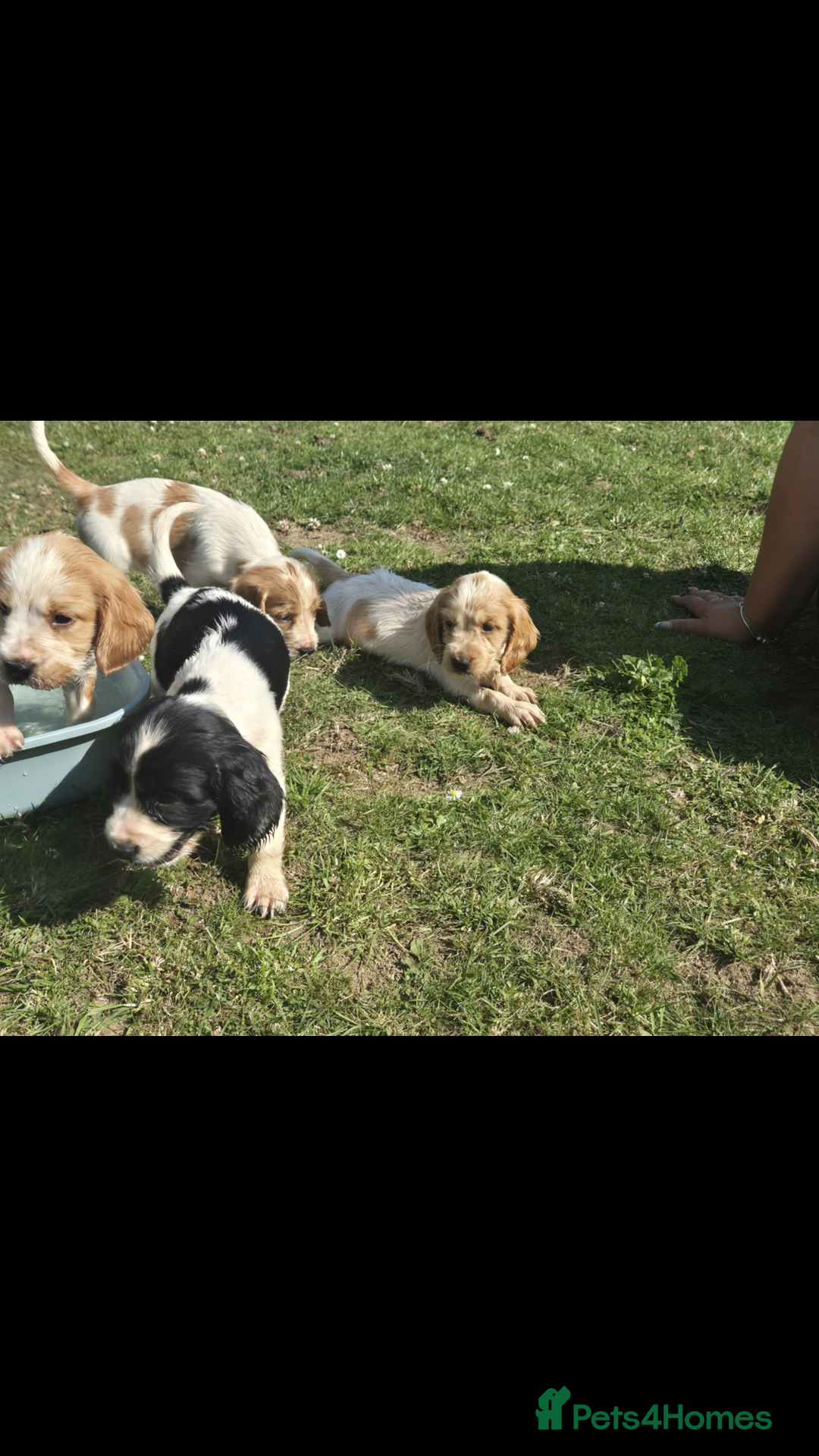 Cocker Spaniel dogs for sale: COCKER SPANIEL PUPPIES READY NOW - Image 17