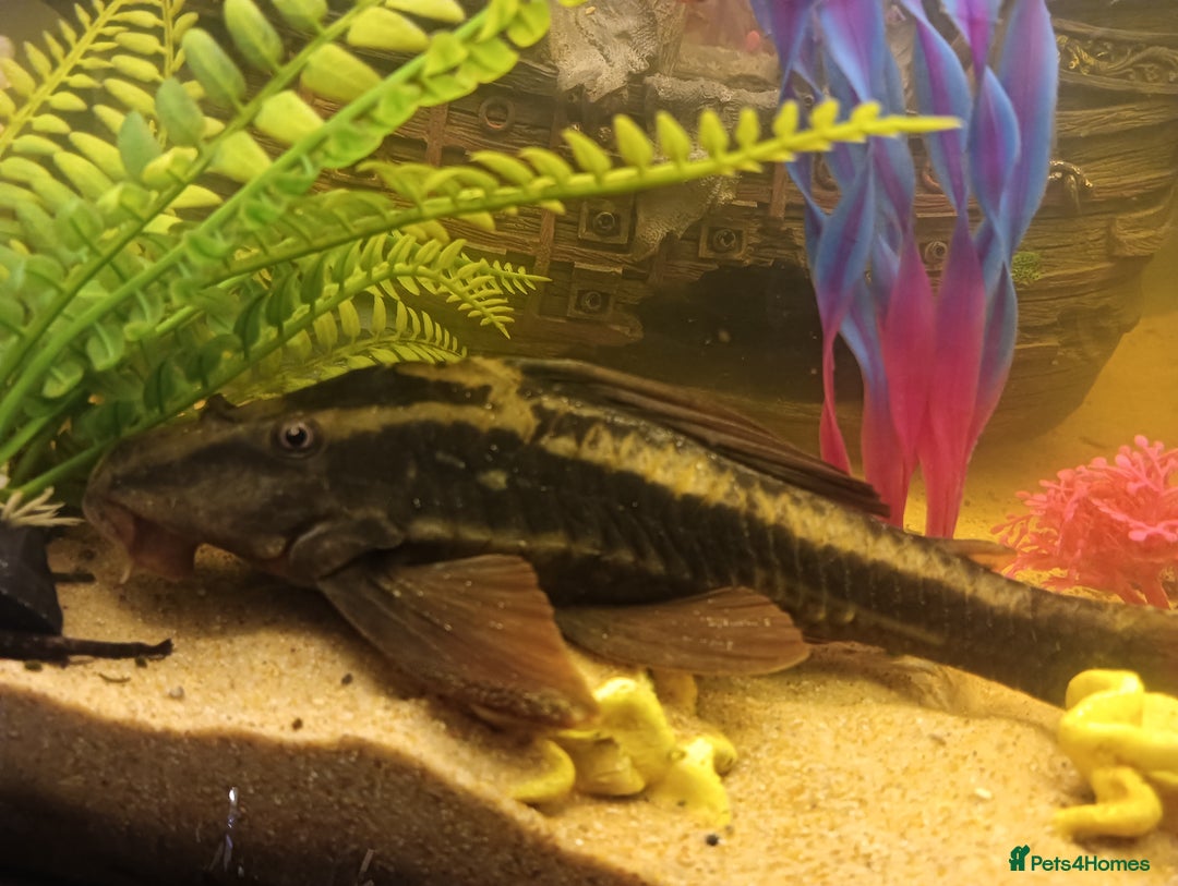 Plecos fish for sale: 10inch rusty pleco  - Advert 3