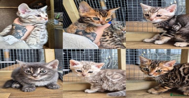 Bengal cats - Advert 3