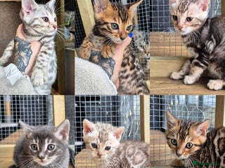 Bengal cats - Advert 21