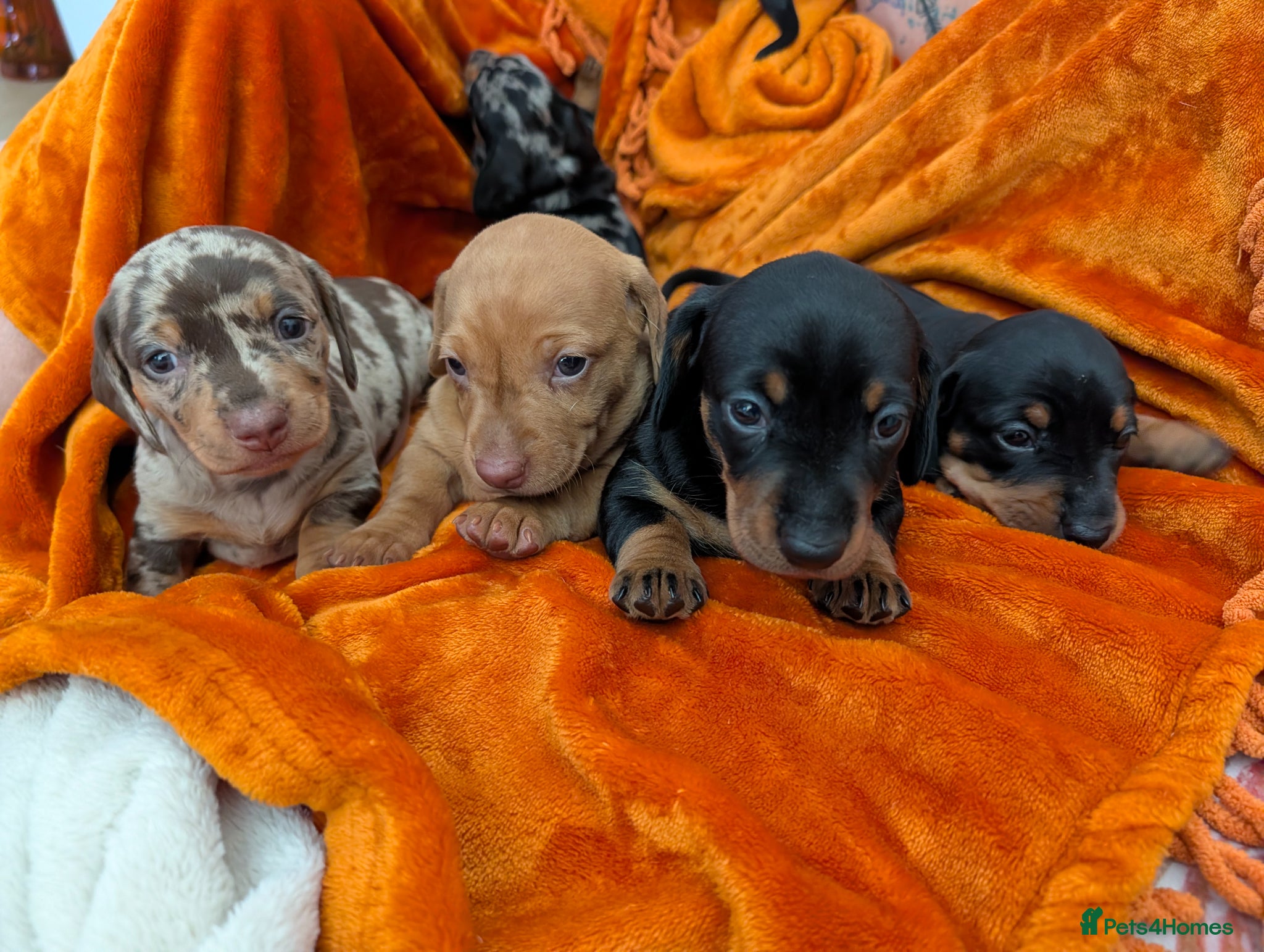 Dachshund dogs Standard well built and quality dachshund puppies  - Advert 1