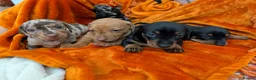 Dachshund dogs for sale: LET DOWN ON LAST PUPPY DACHSHUND  - Advert 10