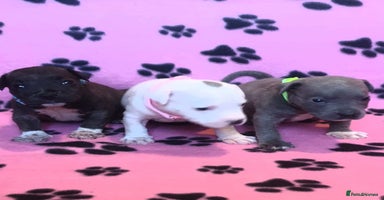 Staffordshire Bull Terrier dogs - Advert 11
