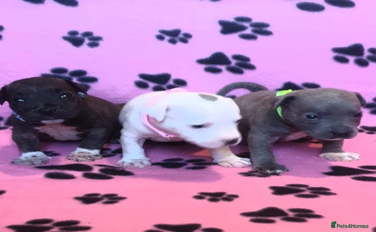 Staffordshire Bull Terrier dogs - Advert 1