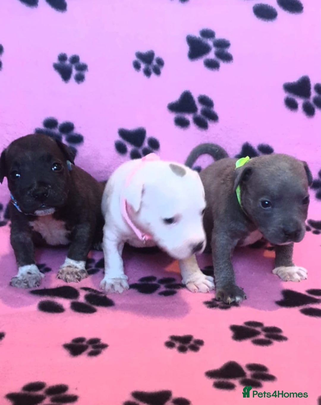 Staffordshire Bull Terrier dogs for sale: Staff puppies  - Image 1