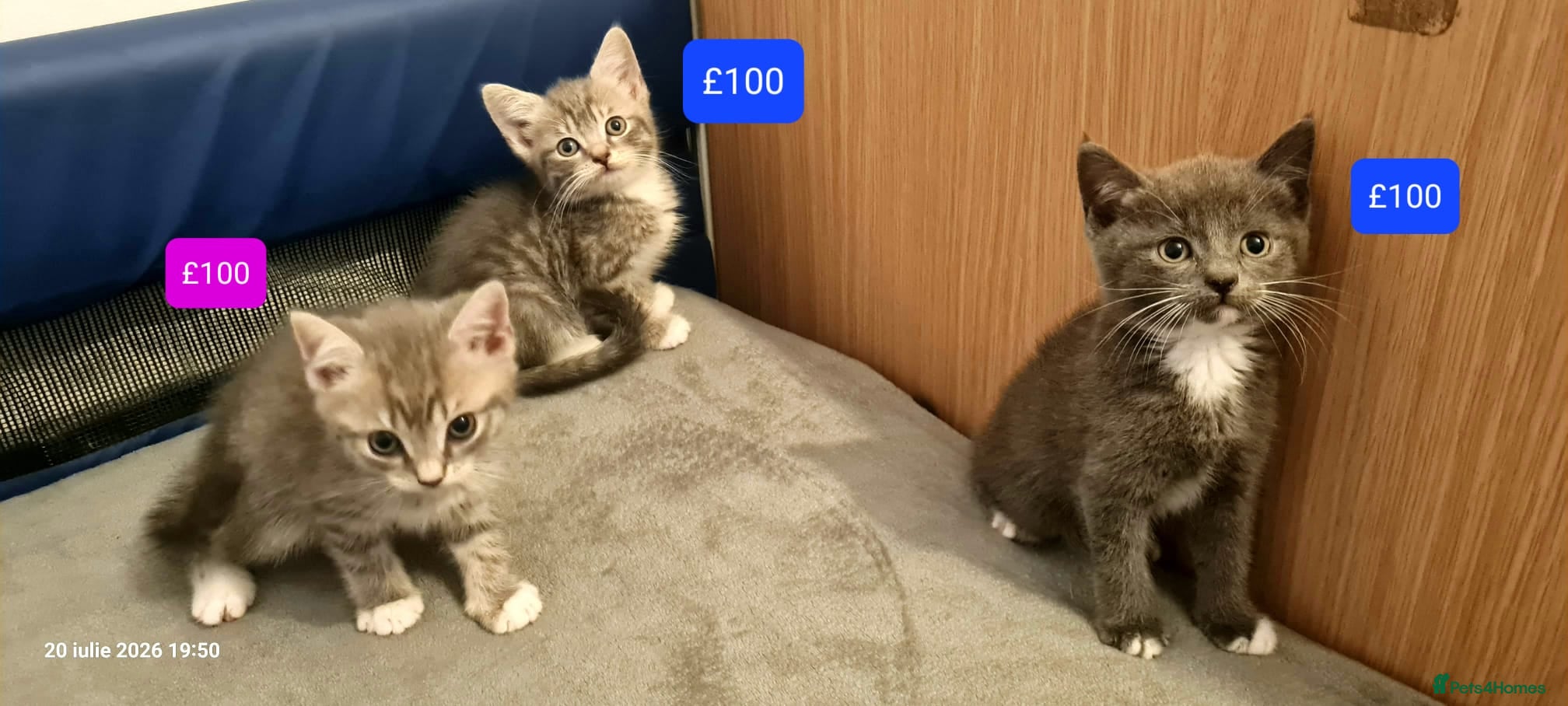Mixed Breed cats Beautiful Mix Breed Kittens - Advert 1