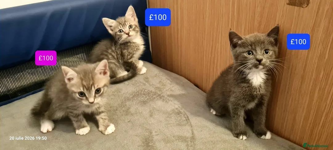Mixed Breed cats for sale: Beautiful Mix Breed Kittens - Advert 2