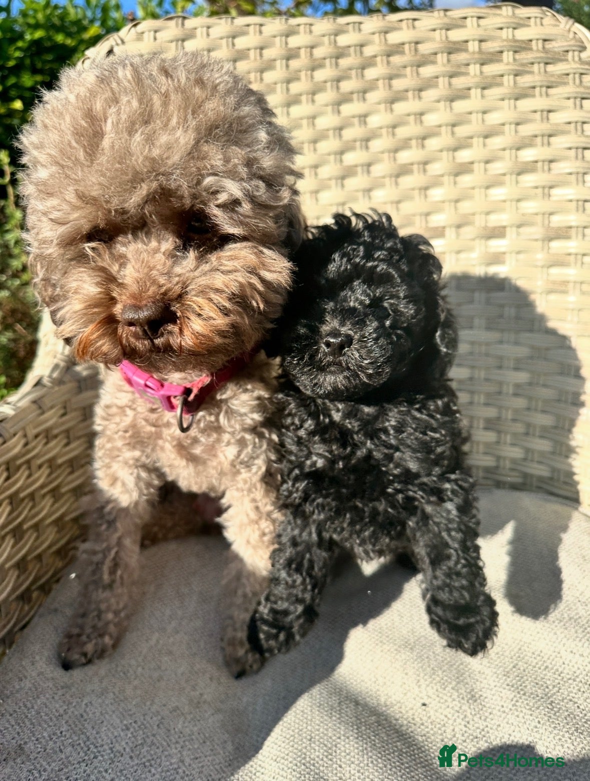 Toy Poodle dogs BEAUTIFUL KC REG BLACK TOY POODLE PUPPY GIRL  - Advert 5